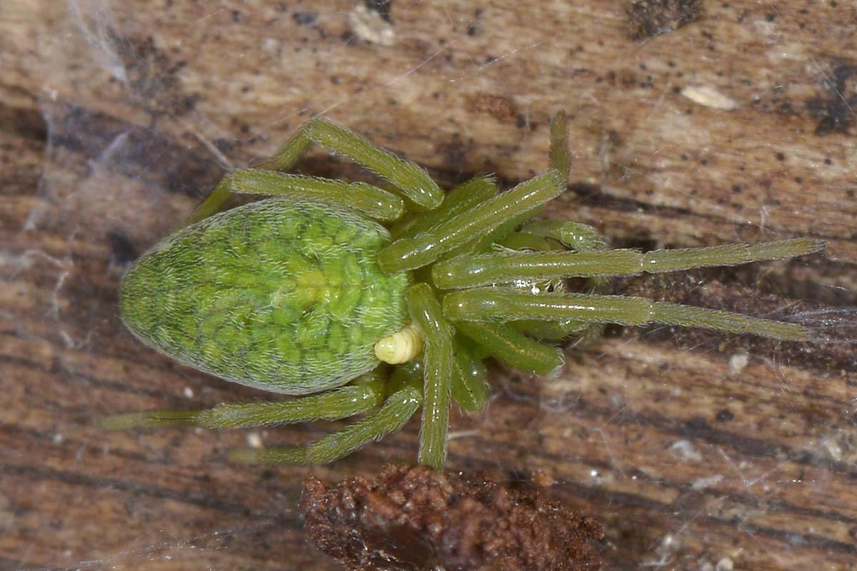 Nigma walkenaeri e Theridion sp. parassitati - Borrello (CH)